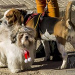 Bendición de mascotas en San Antón